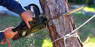 Best Soil Testing and Treatment  in Amherst, TX