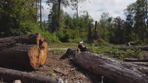 Best Tree Risk Assessment  in Amherst, TX