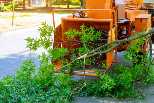 Best Tree Trimming and Pruning  in Amherst, TX