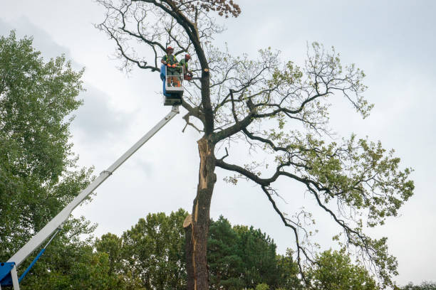 Best Tree Maintenance Programs  in Amherst, TX