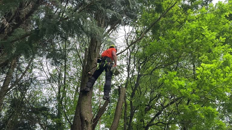 Best Hazardous Tree Removal  in Amherst, TX